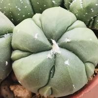 ราคา Astrophytum Fukuryu 5 Rips แอสโตร 5 พูแทรก (cactus/แคคตัส/กระบองเพชร/ตะบองเพชร/ต้นไม้) (7436641455)