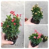 ราคา โป๊ยเซียนแคระ โป๊ยเซียนจิ๋ว (4518770257)