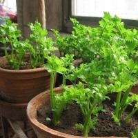 ราคา Celery Seeds 1500 เมล็ด คึ่นฉ่าย พันธุ์ต้นใหญ่ เมล็ดพันธุ์นอก Celery Seeds เมล็ดผัก ง่าย ๆ (44901413134)