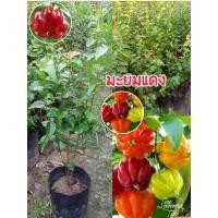 ราคา ต้นมะยมแดง มะยมฝรั่งนิยมปลูกไว้หน้าบ้าน(รับประกันสินค้าชำรุดเคลมฟรี) (10976424995)