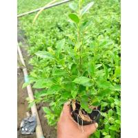 ราคา [เหลือ 9.- โค้ด DETNOV30] ต้นไทรเกาหลี ไทรเกาหลี ขนาดถุง 3"สูง 20-25cm (11942303442)