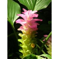 ราคา ต้นสมุนไพรว่านมหาเมฆ ขมิ้นดำ ว่านขมิ้นดำ ขิงสีน้ำเงิน, เหวินจู๋ เอ๋อจู๋ ขิงดำ ถุงดำพร้อมปลูก 39บาท (18181884737)