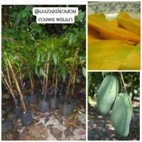 ราคา #ต้นมะม่วงมันเขียวเสวย (5318849092)