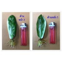 ราคา กวักมรกตด่าง ใบกวักมรกตด่างชำน้ำ กวักด่าง (11102579240)