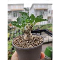 ราคา ต้นมะพร้าวทะเลทราย Dorstenia horwoodii (14392003542)