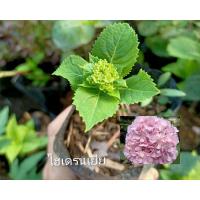 ราคา ต้นไฮเดรนเยีย (Hydrangea)ดอกสวยงามกิ่งชำกระถาง4" (17687790554)