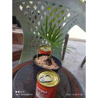 ราคา ปรงเขาชะเมา หมายเลข 2 [ส่งทั้งกระถาง ขนาดโขด ~4 เซนติเมตร] ไม้จิ๋ว ไม้โขด ไม้มงคล Minimal ตกแต่งสวน (7255202754)