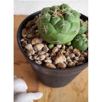 ราคา แคคตัส “ช้าง” ติดหน่อ (3844861407)