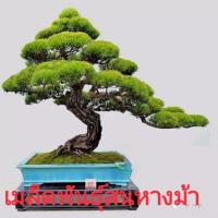 ราคา เมล็ดพันธุ์สนหางม้าHorsetail Pine 50 เมล็ด (6710129487)