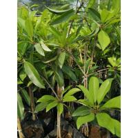 ราคา ละมุดสาลี่ยักษ์หรือละมุดพันธุ์สาลี่เวียดนามพันธุ์ผลกลมรียาวแบบกิ่งตอน (9225998847)