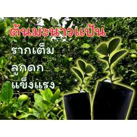 ราคา ต้นมะนาวแป้นน้ำเยอะพันธ์ดีรากแน่น (15845634739)