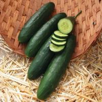 ราคา 30 เมล็ด เมล็ดพันธุ์ แตงกวา แตงขี้ไก่ แตงขี้ควาย แตกช้าง แตงปี แตงร้าน Cucumber สายพันธุ์ Paraiso F1 (40172539346)