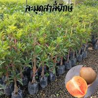 ราคา ต้นละมุดสาลี่ยักษ์ ลูกใหญ่มาก รสชาติ หวาน กรอบ ต้นพันธุ์ทาบกิ่งติดผลไว สูง 80 เซน (18502430936)
