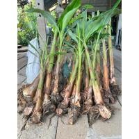 ราคา หน่อกล้วยงาช้างหน่อใหญ่ (29291598673)