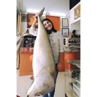 ราคา หมอนปลาทูนึ่ง bringmehug ขนาดจัมโบ้ 150ซม มิติใหม่แห่งการนอน ป็นของขวัญ หรือ แต่งร้าน แนวใหม่ (634836657)