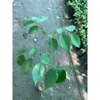 ราคา หลุมพอ ลักษณะเนื้อไม้ สีแดงอมน้ำตาล เป็นมันเลื่อม เสี้ยนตรง เนื้อหยาบ แข็ง เหนียว แข็งแรง พร้อมปลูกในถุงดำละ 39 บาท (23833180357)