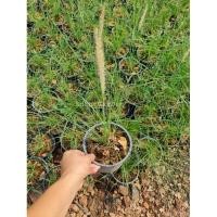 ราคา ต้นหญ้าน้ำพุ #หญ้าประดับสุดฮิต (8732338663)