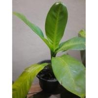 ราคา ต้นเศรษฐีวิลสัน ไม้มงคล (3338007881)