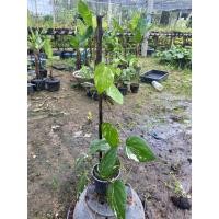 ราคา ต้นพริกไทยด่าง ต้นที่ส่ง คือ ต้นในรูป ด่างสวย เชื้อดี (29236896468)