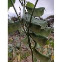 ราคา ถั่วแปบ เมล็ดพันธุ์ถั่วแปบ 15เมล็ด (29970653560)