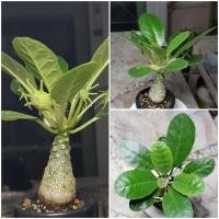 ราคา เมล็ดมะพร้าวทะเลทรายใบกลม(Dorstenia foetida) (5851113571)