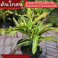 ราคา ต้นโกสนยูโดเหลือง ไม้มงคล เหลืองยูโด ต้นโกสน โกศล (22921135206)