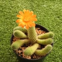 ราคา รีบูเทียเลื้อยดอกส้ม Rebutia Pulvinosa แคคตัส กระบองเพชร cactus&succulent (10499185357)