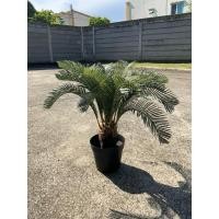 ราคา ต้นปรงญี่ปุ่นปลอม สูง 60 ซม. พร้อมกระถางดำ 8 นิ้ว (27258033647)