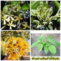 ราคา (ขาย ต้นพันธุ์) ต้น ดอก พุดคันแหลน พุดคันแลน พุด เบนซ์ (5660794271)