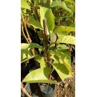 ราคา ต้นจำปี ดอกสีขาว จำปี (7816074879)