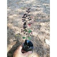 ราคา ต้นหงส์​ฟู่ หรือ ต้นมั่งมีศรีสุข แบบถุงเล็ก (23273780302)