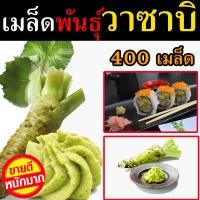 ราคา พร้อมส่ง เมล็ดวาซาบิ 700++ เมล็ด เมล็ดพันธุ์ผัก เมล็ดพันธุ์ไม้ เมล็ดพันธุ์พืช เมล็ดพันธุ์แท้ เมล็ดพันธุ์วาซาบิ Wasabi (6890565417)