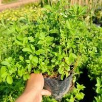 ราคา ต้นหญ้าหวาน Steviaหญ้าหวานพืชสมุนไพรที่ให้ความหวานแทนน้ำตาลได้ ปลูกไว้ติดบ้าน รสชาติหวาน ใช้ได้ทั้งใบสดและใบแห้ง (41856540257)