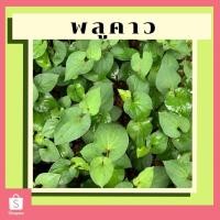 ราคา พลูคาว ต้นพลูคาว คาวตอง พืชสมุนไพร พร้อมปลูก (9159726355)