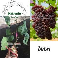 ราคา กิ่งองุ่น ติดตา พันธุ์ไข่ปลา (ลูกเล็กแดง) (8539691622)