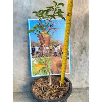 ราคา ต้นเบาบับ8สายพันธุ์baobabtree (27870016501)