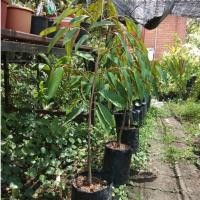 ราคา ต้นทุเรียนมูซังคิงส์(ทุเรียนหมอนทองมาเลย์) 1ต้น/แพ็ค สูงประมาณ 70-80cm. (2675029340)