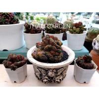 ราคา ยิมโนคาไลเซียมคริสตาต้า (22943174230)