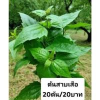 ราคา ต้นสาบเสือ สมุนไพรสาบเสือ(ชุดละ20ต้น) (21451430046)