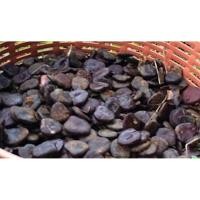 ราคา ขายส่ง เมล็ดหลุมพอ Malacca Teak สุดยอดไม้ใต้ ยืนต้น หายาก ไม้หลุมพอ 50 เมล็ด (4246908711)