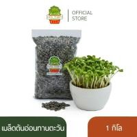 ราคา เมล็ดต้นอ่อนทานตะวัน สำหรับเพาะต้นอ่อน เมล็ดลายไทย งอก 95% Thai Sunflower Microgreen (695064412)