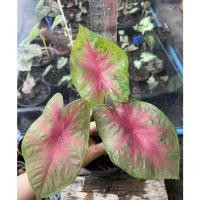 ราคา บอนสีเงาะถอดรูป ส่งพร้อมกระถาง (3095169602)