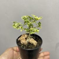 ราคา เพรมน่าไต้หวันใบด่าง บอนไซเกาะหิน (16758875990)