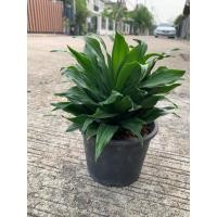 ราคา ต้นวาสนาเก้าชั้น ไม้มงคล ไม้ฟอกอากาศ ร้านต้นไม้บ้านเพื่อน (22367519915)