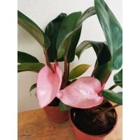 ราคา ฟิโลเดนดรอน พิ้งค์คองโก ฟิโลเดนดรอน พิงค์ครองโก พิ้งค์คองโก Pink Congo (15106137912)