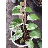 ราคา พลูราชินีหินอ่อนด่างฮาฟ (9386023729)