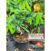 ราคา ต้นนมแมว ไม้หอม ดอกหอม ไม้มงคล ต้นไม้ เมล็ดพันธ์ พันธุ์ไม้หายาก ไม้ประดับ ไม้ดอก (5171533861)