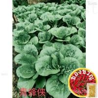 ราคา F1ไฮบีพิเศษครับ White PAK Choy SEED, Green Hornet เยาวชน5 GM Foc 1 GM รองเท้า/มะละกอ/อัญมณี/เสื้อยืด/แม่และเด็ก/สวน/ ไม่ (20570828724)