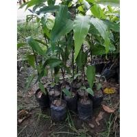 ราคา ต้นกล้าอโศกอินเดียขนาด30-35ซม.(1ชุด3ต้น) (4105483907)