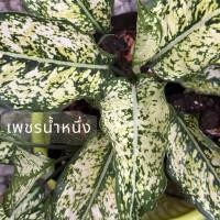 ราคา ต้นเพชรน้ำหนึ่ง ไม้มงคลเสริมโชคลาภ (42308334847)